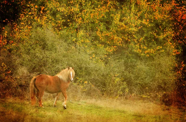 Fondo caballo vintage — Foto de Stock