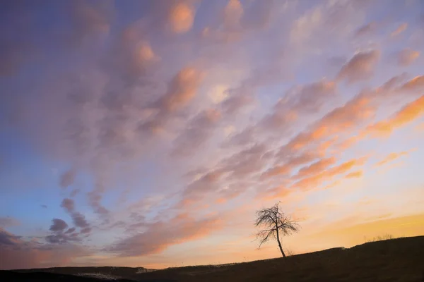 Silhouette dell'albero — Foto Stock