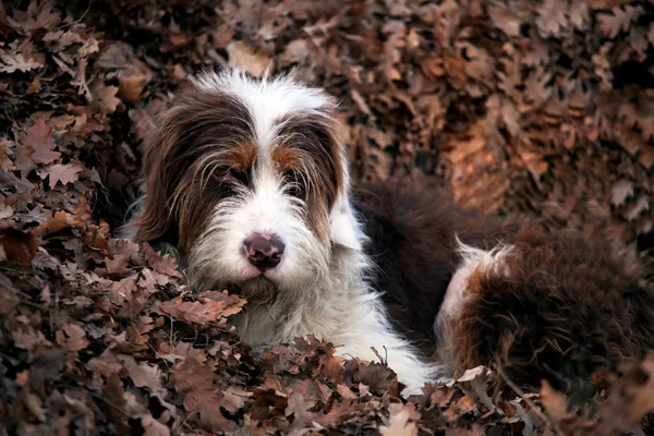 Dog in the forest — Stock Photo, Image