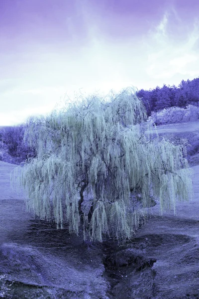 IR ağaç — Stok fotoğraf