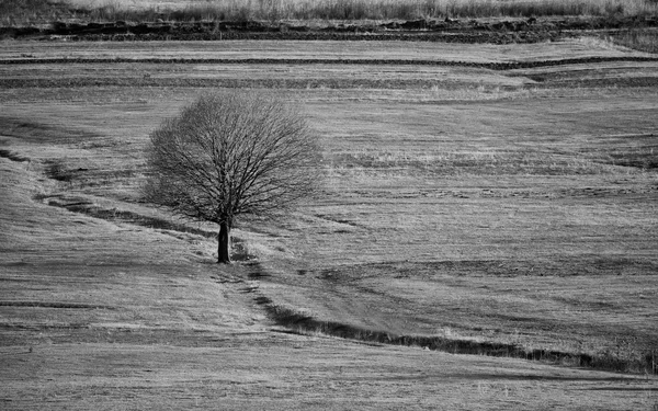 Bw paisagem com árvore em prados — Fotografia de Stock