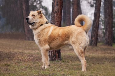 alabai köpek 
