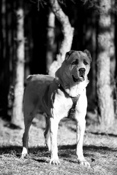 Alabai na BW — Fotografia de Stock