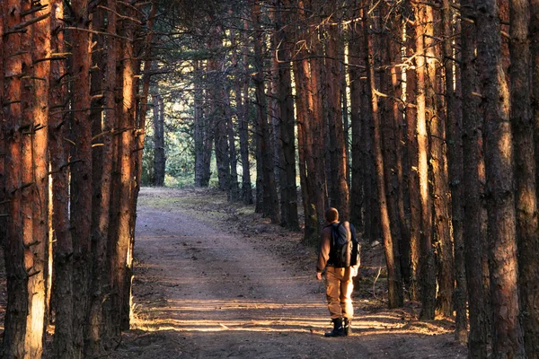 Caminante en el bosque — Foto de Stock