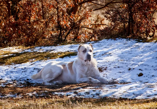 Alabai-Hund — Stockfoto