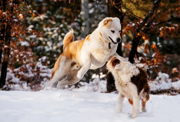 Los perros juegan en el bosque de invierno —  Fotos de Stock