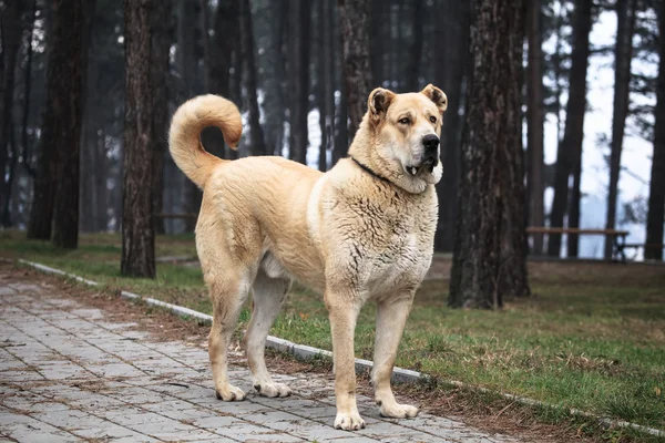Pies Owczarek środkowoazjatycki — Zdjęcie stockowe