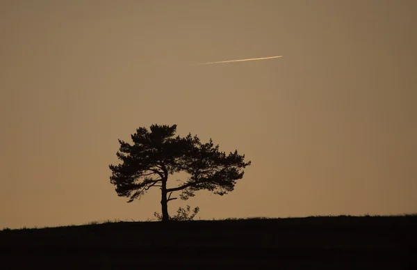 Tresilhuett – stockfoto