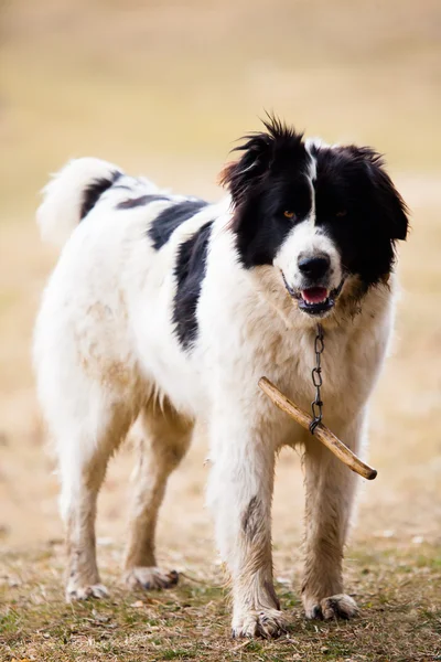 Får hunden — Stockfoto