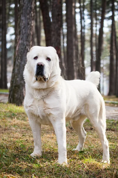 Cão alabai — Fotografia de Stock