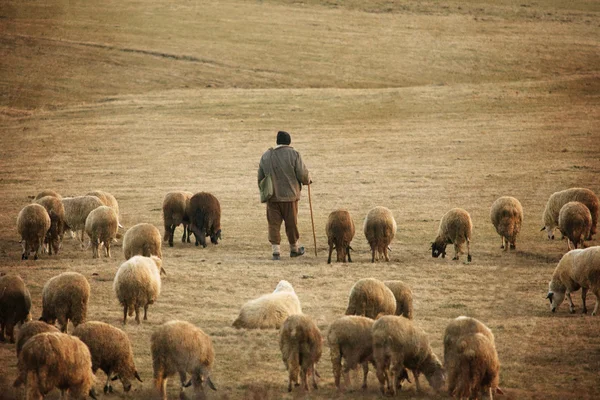 Старинные овцы фон — стоковое фото
