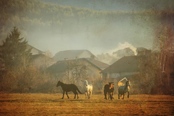 Vintage paarden — Stockfoto