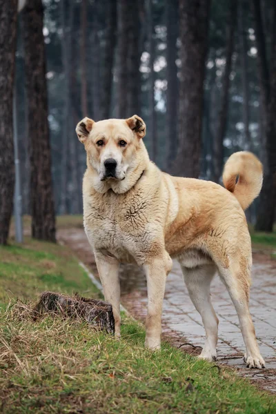 Alabai dikey çekim — Stok fotoğraf