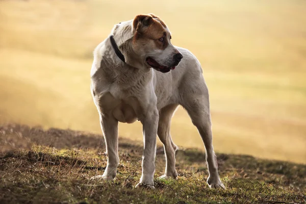 Herdehund valpar hund — Stockfoto