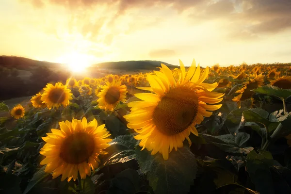 Ayçiçeği günbatımı — Stok fotoğraf