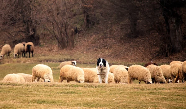 Sheep dog guard small herd — Stock Photo, Image