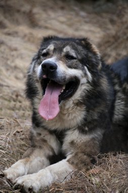 Bulgar köpek dinlenme 