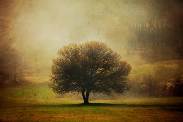 Schilderen met bomen — Stockfoto