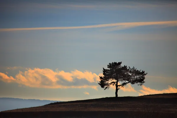 Albero del tramonto — Foto Stock