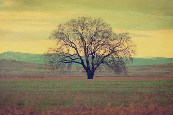 Árvore filtrada fundo — Fotografia de Stock