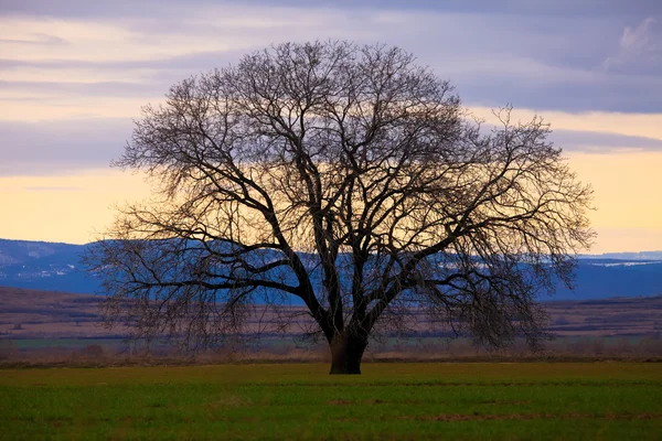 Oak tree in sunrise — Stock Photo, Image