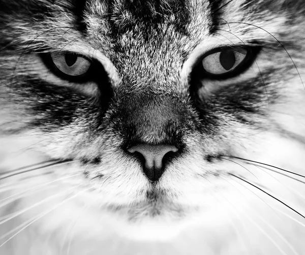 Макрос bw кошка — стоковое фото