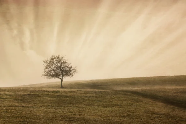 Vintage tree — Stock Photo, Image