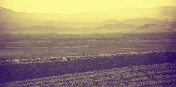 Vintage landscape with herd sheep — Zdjęcie stockowe