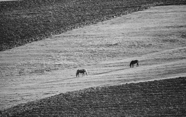 BW paarden landschap — Stockfoto