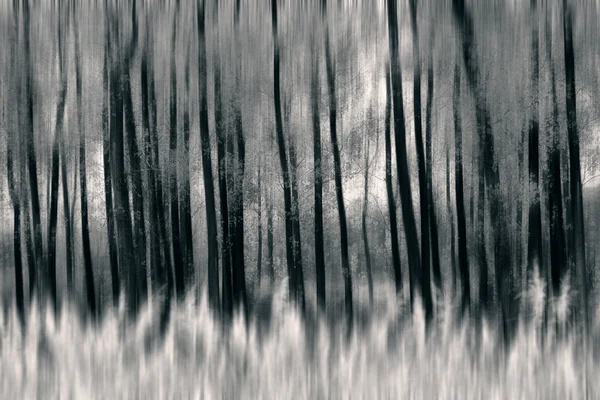 Bosque abstracto blanco y negro —  Fotos de Stock