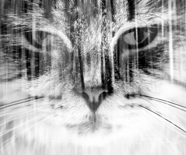 Abstract cat background — Stock Photo, Image