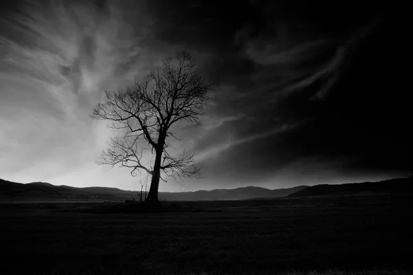 BW spooky träd — Stockfoto