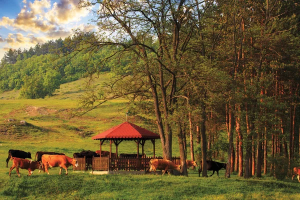 Kühe hdr landschaft — Stockfoto