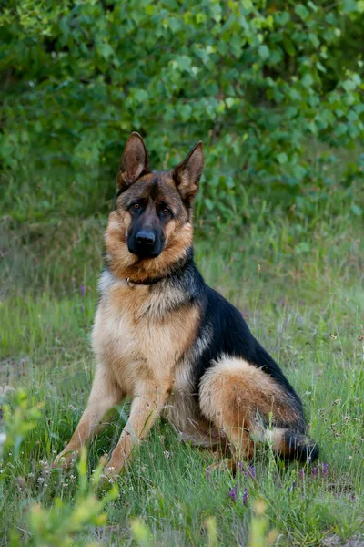 Deutscher Schäferhund — Stockfoto