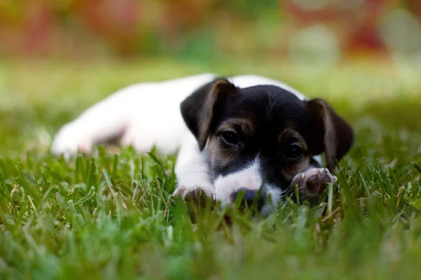 Jack russell terier retrato —  Fotos de Stock