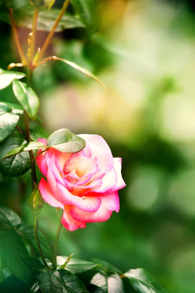 Vertical rose background — Stock Photo, Image