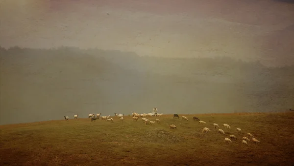 ビンテージ羊背景 — ストック写真
