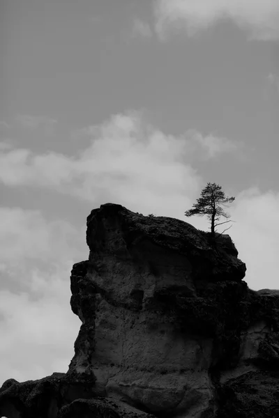 Árbol en la cima de la roca —  Fotos de Stock