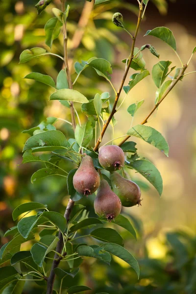 Pera su albero — Foto Stock