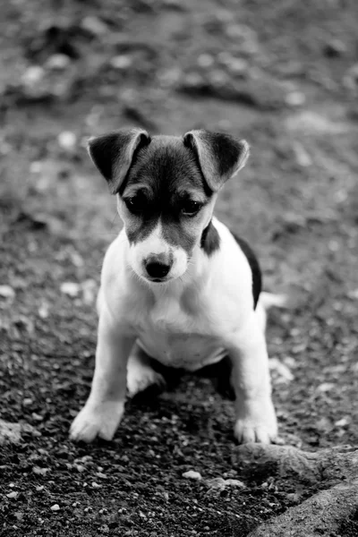 Jack russell posando — Foto de Stock