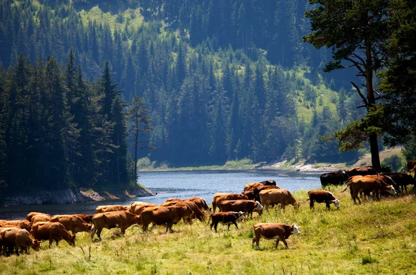 Rhodope mountains — Stock Photo, Image