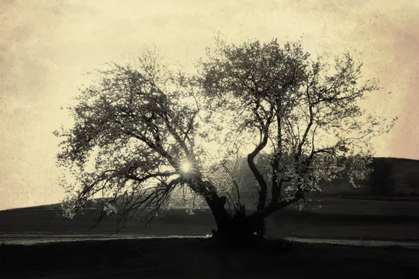 Arbre vintage — Photo