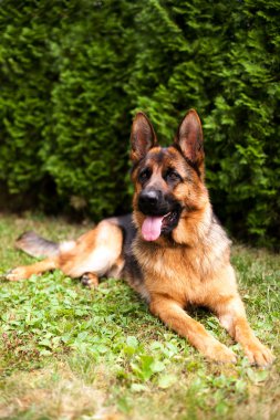 Alman çoban köpeği. 