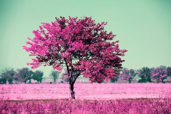 Sozinho vermelho árvore fundo — Fotografia de Stock