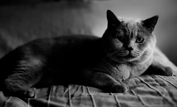 Kedi düşük anahtar portresi — Stok fotoğraf