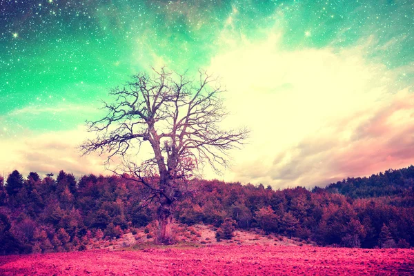 Álom idegen tölgyfa — Stock Fotó
