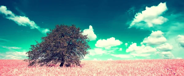 Solo infrarosso paesaggio albero — Foto Stock