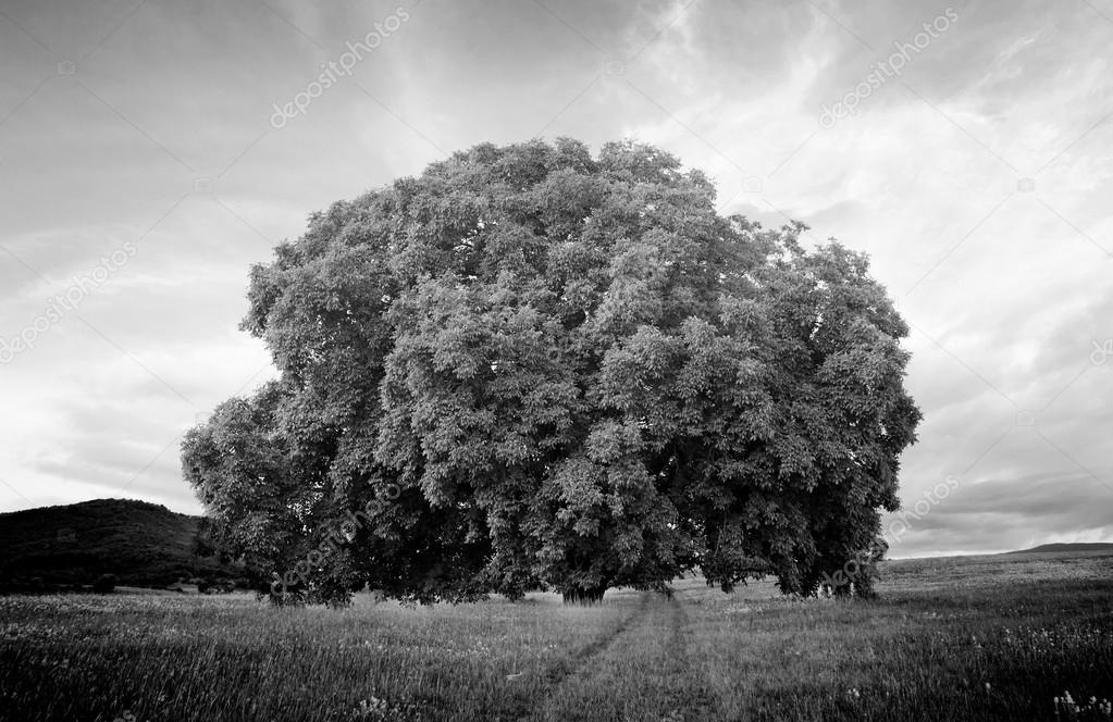 oak tree in black and white 