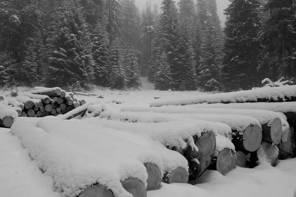 Bw paisagem de inverno — Fotografia de Stock