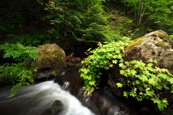 Groen bos stream — Stockfoto